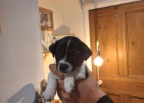 Puppy 2