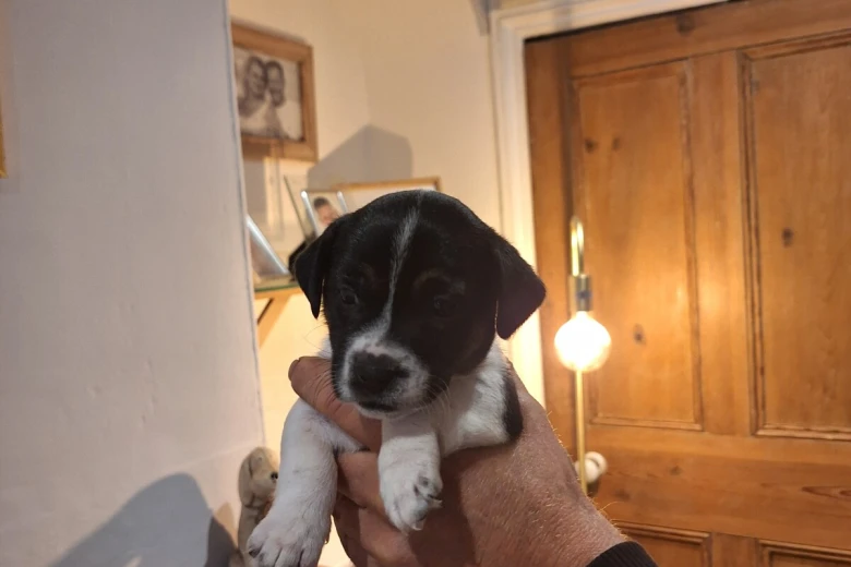 Jack Russell