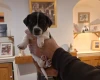 Jack Russell