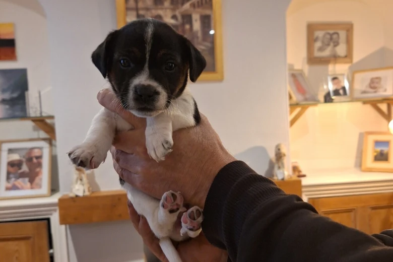 Jack Russell