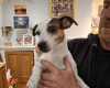 Jack Russell