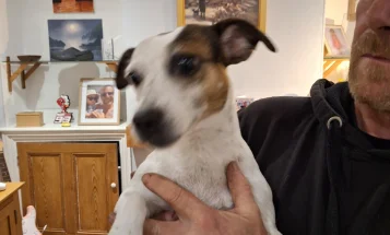 Jack Russell