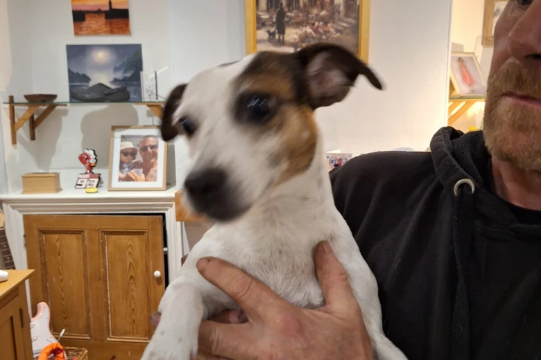 Jack Russell