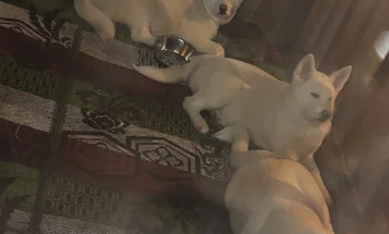 Japanese Akita Inu