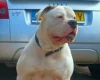 American Bulldog