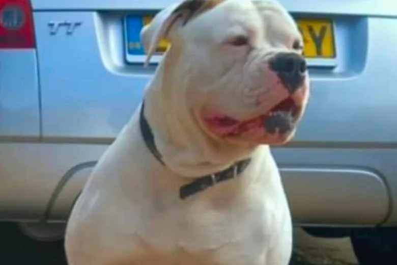 American Bulldog