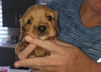 Puppy 2