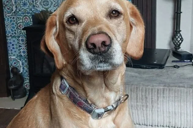 Labradoodle