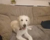 Labradoodle