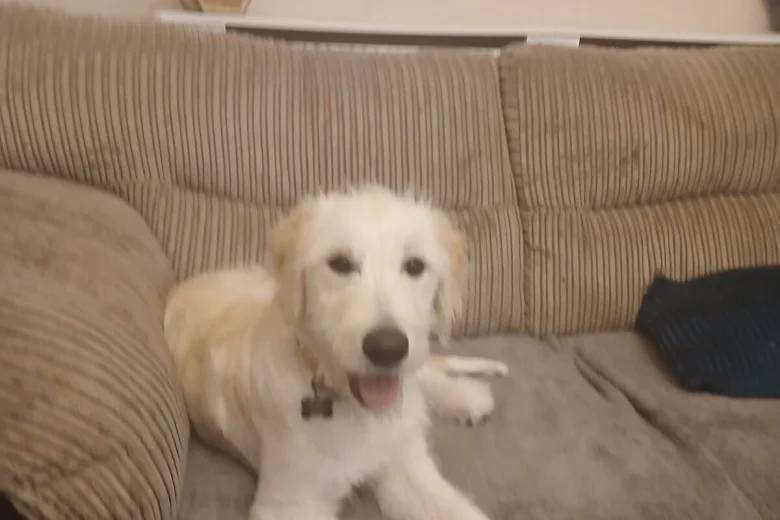 Labradoodle