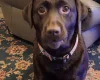 Labradoodle