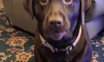 Labradoodle