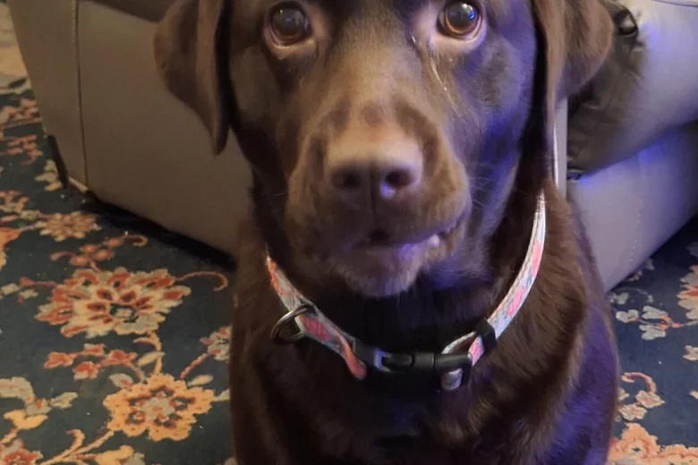 Labradoodle