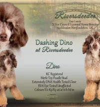 Dashing Dino