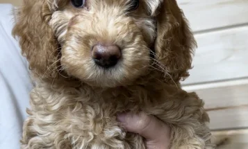 Labradoodle