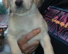 Labradoodle