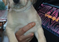 Puppy 1