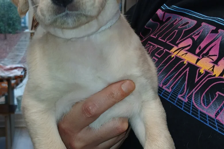 Labradoodle