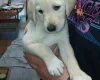 Labradoodle