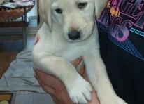 Puppy 5