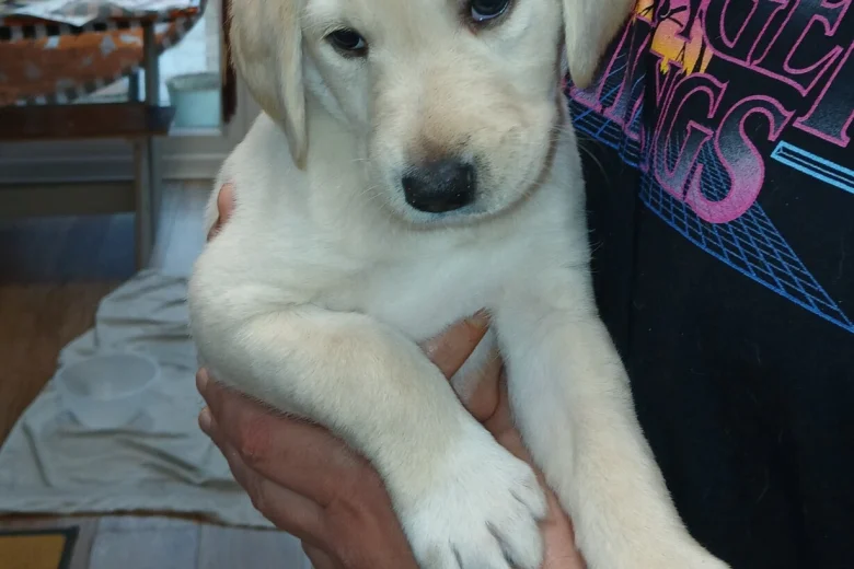 Labradoodle