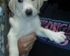 Labradoodle