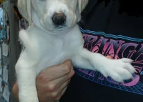 Puppy 4