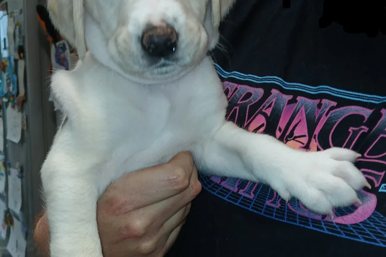 Labradoodle