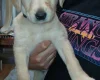 Labradoodle