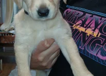 Puppy 6