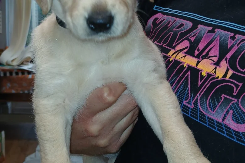 Labradoodle
