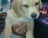 Labradoodle