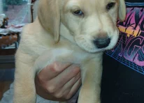 Puppy 2