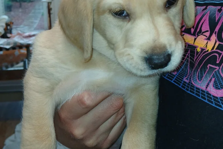 Labradoodle