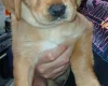 Labradoodle
