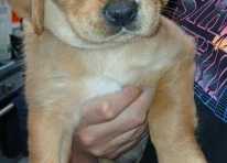 Puppy 3