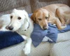 Labradoodle
