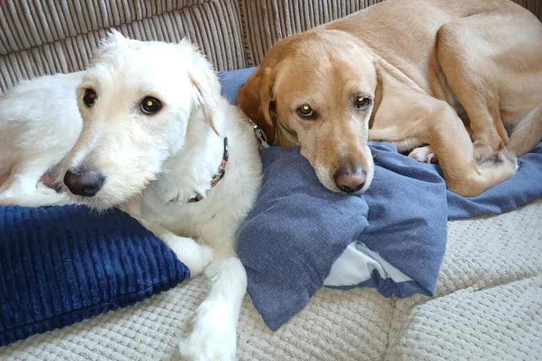 Labradoodle
