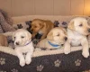 Labradoodle