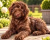 Labradoodle