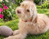 Labradoodle