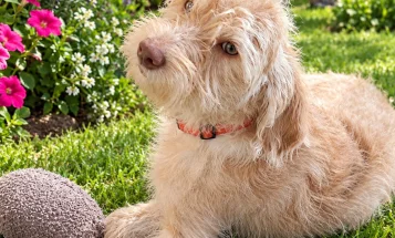 Labradoodle