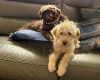 Labradoodle