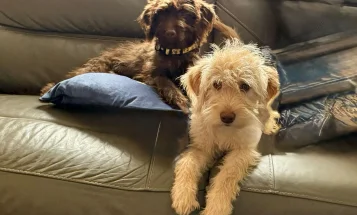 Labradoodle