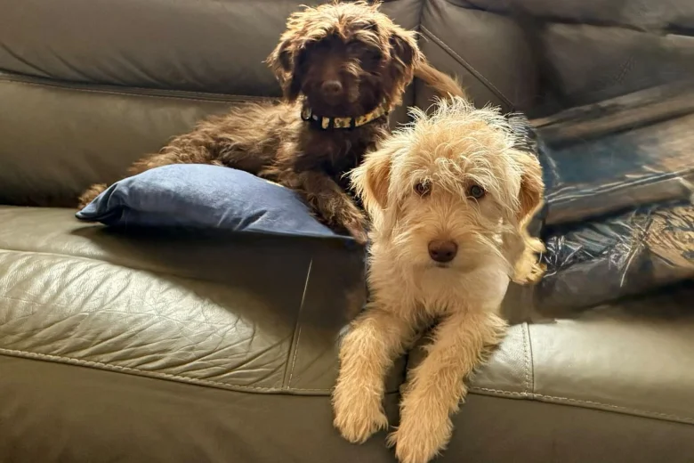 Labradoodle