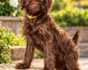 Labradoodle