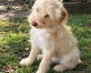 Labradoodle