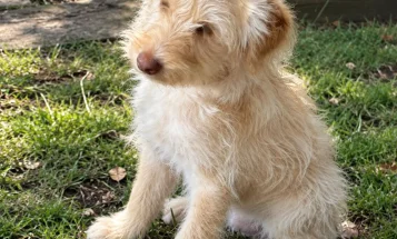 Labradoodle