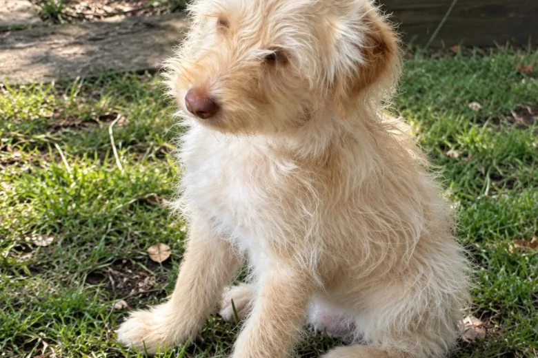 Labradoodle