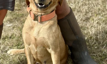 Labrador Retriever